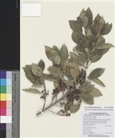 藏品(鐵冬青)的圖片